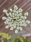 Preview: Daucus carota 1